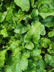 Beetroot leaves texture. Close up photo of green foliage in garden. Background for vegan menu, presentation about nutrition and healthy food