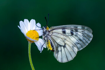 Macro shots, Beautiful nature scene. Closeup beautiful butterfly sitting on the flower in a summer garden.

