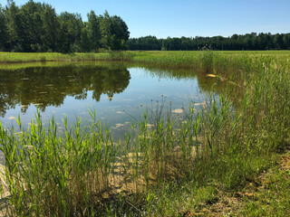 Random lake in summer at a Swedish non-urban area or countryside. A forest with plenty of green trees at the background. Stockholm, Sweden.