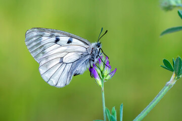 Macro shots, Beautiful nature scene. Closeup beautiful butterfly sitting on the flower in a summer garden.

