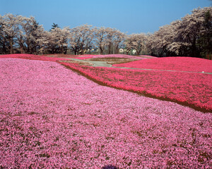 芝桜の庭