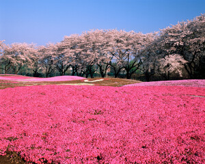 芝桜の庭