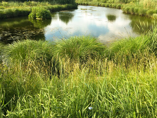 Nice view over a small lake in a urban area during the summer. Very green, and the clouds reflect the surface. Järfälla, Stockholm, Sweden.