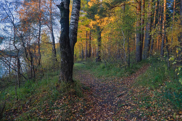 Fototapeta premium Beautiful landscape in autumn birch grove. Autumn, yellow birch forest, nature autumn landscape.