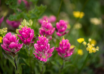 Fototapeta premium Colorado Wildflowers