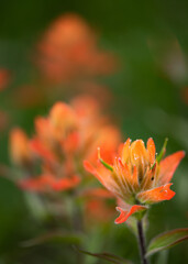 Colorado Wildflowers