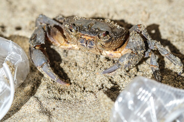 Marine sea crab and plastic glasses Waste pollution.Dirty contaminated ecosystem,pollution damage animal