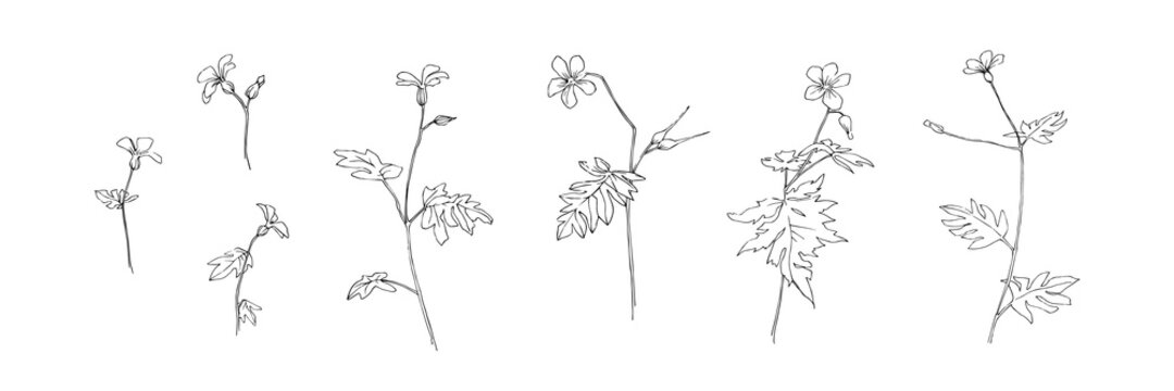 Set of hand drawn wild flowers. Outline buttercup floral collection painted by ink. Black isolated sketch vector on white background