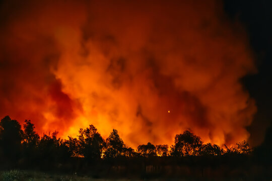 Forest Fire At Night. Wall Of Fire And Smoke, Dry Season, Climate Change Concept.