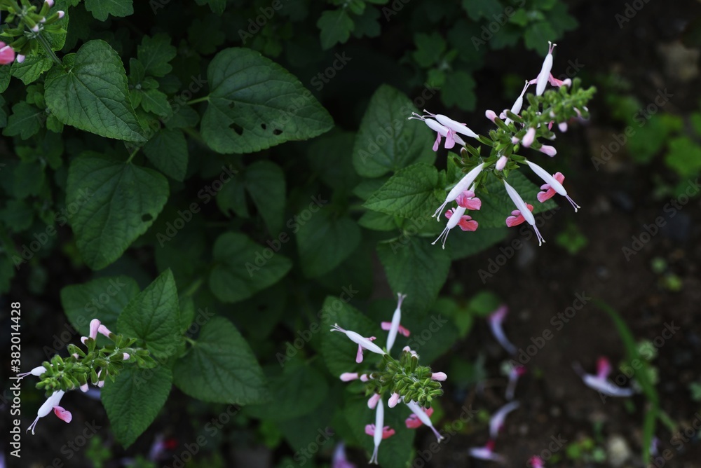 Poster Salvia coccinea (Scarlet sage, Texas sage) / Lamiaceae perennial plant