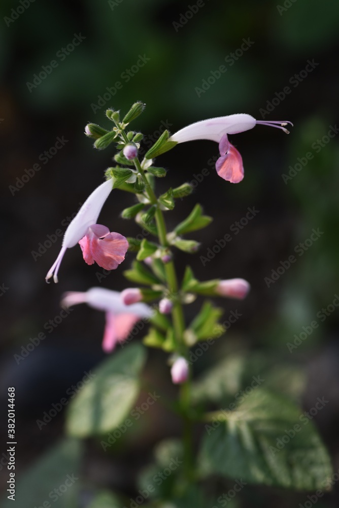 Sticker Salvia coccinea (Scarlet sage, Texas sage) / Lamiaceae perennial plant