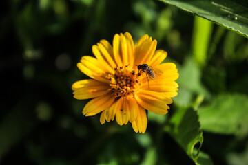 Flor amarilla acompañada por un insecto volador  