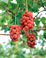 ぶどう（安芸クイーン）