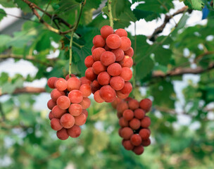 ぶどう（安芸クイーン）