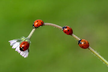 seven-spot ladybird on leaf in nature
