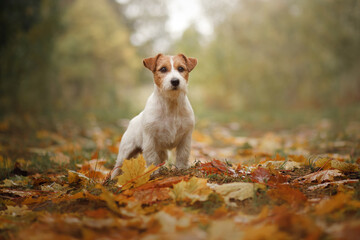 dog in yellow leaves. Happy jack russell terrier in nature in autumn park. 