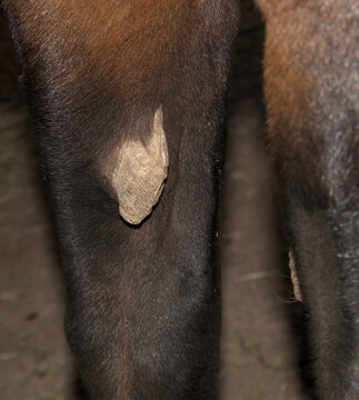 Horse "chestnut" on the inside front leg of sorrel horse.