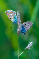 Macro shots, Beautiful nature scene. Closeup beautiful butterfly sitting on the flower in a summer garden.

