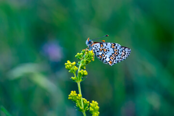 Macro shots, Beautiful nature scene. Closeup beautiful butterfly sitting on the flower in a summer garden.

