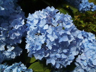 あじさいの花　水色