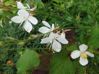 ハクチョウソウの花