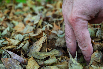 Fingers imitating legs stand in dry autumn foliage
