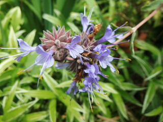 ヒソップの花　接写