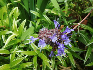 ヒソップの花　接写