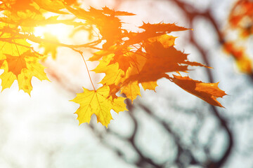 Fototapeta na wymiar Goldener Herbst