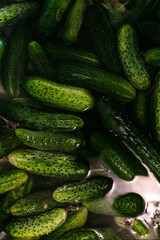 Preparations cucumbers for traditionally pickling vegetables. Green natural food.