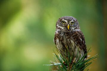 Eurasian pygmy owl, Glaucidium passerinum, perched on top of pine. The smallest owl in Europe....