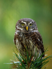 Eurasian pygmy owl, Glaucidium passerinum, perched on top of pine. The smallest owl in Europe. Beautiful bird of prey isolated on green blurred background. Wildlife scene from nature.