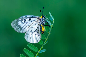 Macro shots, Beautiful nature scene. Closeup beautiful butterfly sitting on the flower in a summer garden.


