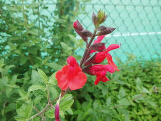 チェリーセージの花