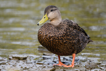 American Black Duck Closeup Portrait
