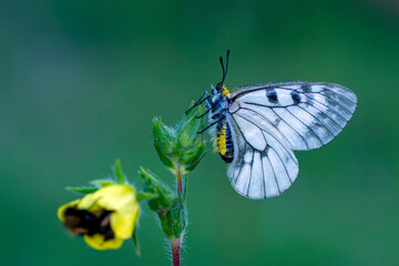 Macro shots, Beautiful nature scene. Closeup beautiful butterfly sitting on the flower in a summer garden.

