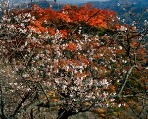 冬桜