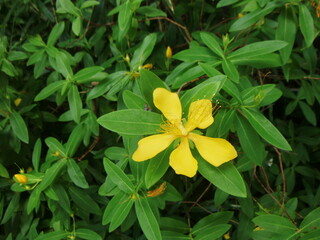 オトギリソウの花
