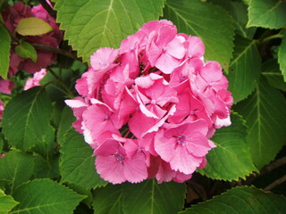 あじさいの花　ピンク