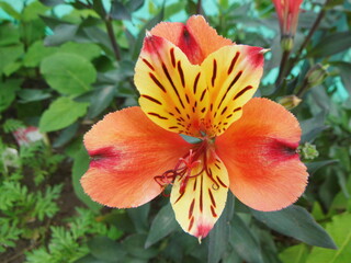 Fototapeta premium オレンジ色のアルストロメリアの花の接写