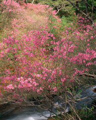トウゴクミツバツツジと竜頭ノ滝