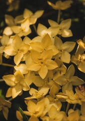Fotos detalles de flores de coral amarillas