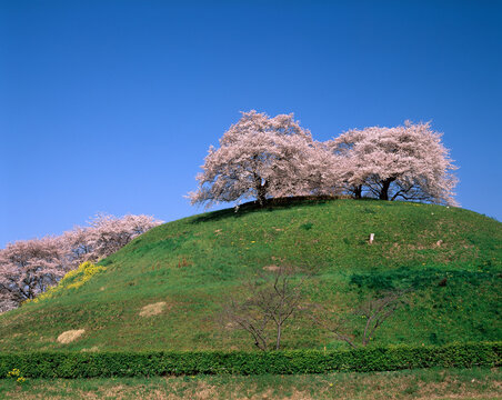 61 最適な 丸墓山古墳 画像 ストック写真 ベクター Adobe Stock 61 最適な 丸墓山古墳 画像 ストック写真 ベクター Adobe Stock