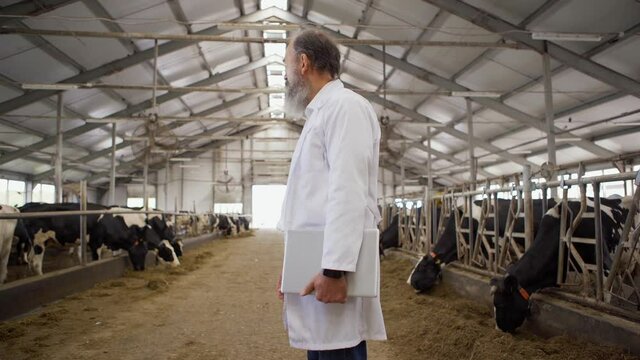 Side view panning shot of agricultural scientist or veterinarian with laptop and in white coat examining dairy cows eating hay in stalls in farm shed