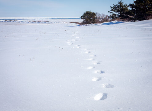 Footprints In The Snow In Prince Edward Island