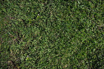 clean cut green short grass texture
