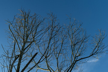 dry tree branches with clear blue sky background sunny day
