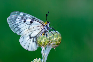 Macro shots, Beautiful nature scene. Closeup beautiful butterfly sitting on the flower in a summer garden.

