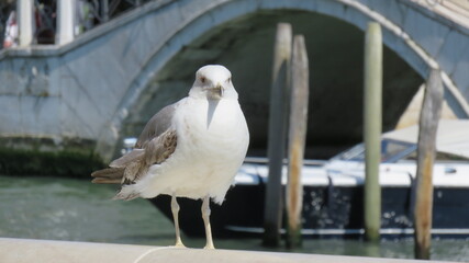 Vista de una gaviota de pie, en Venecia, Italia.