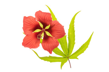 fiore e foglie di ibisco coccineo su fondo bianco